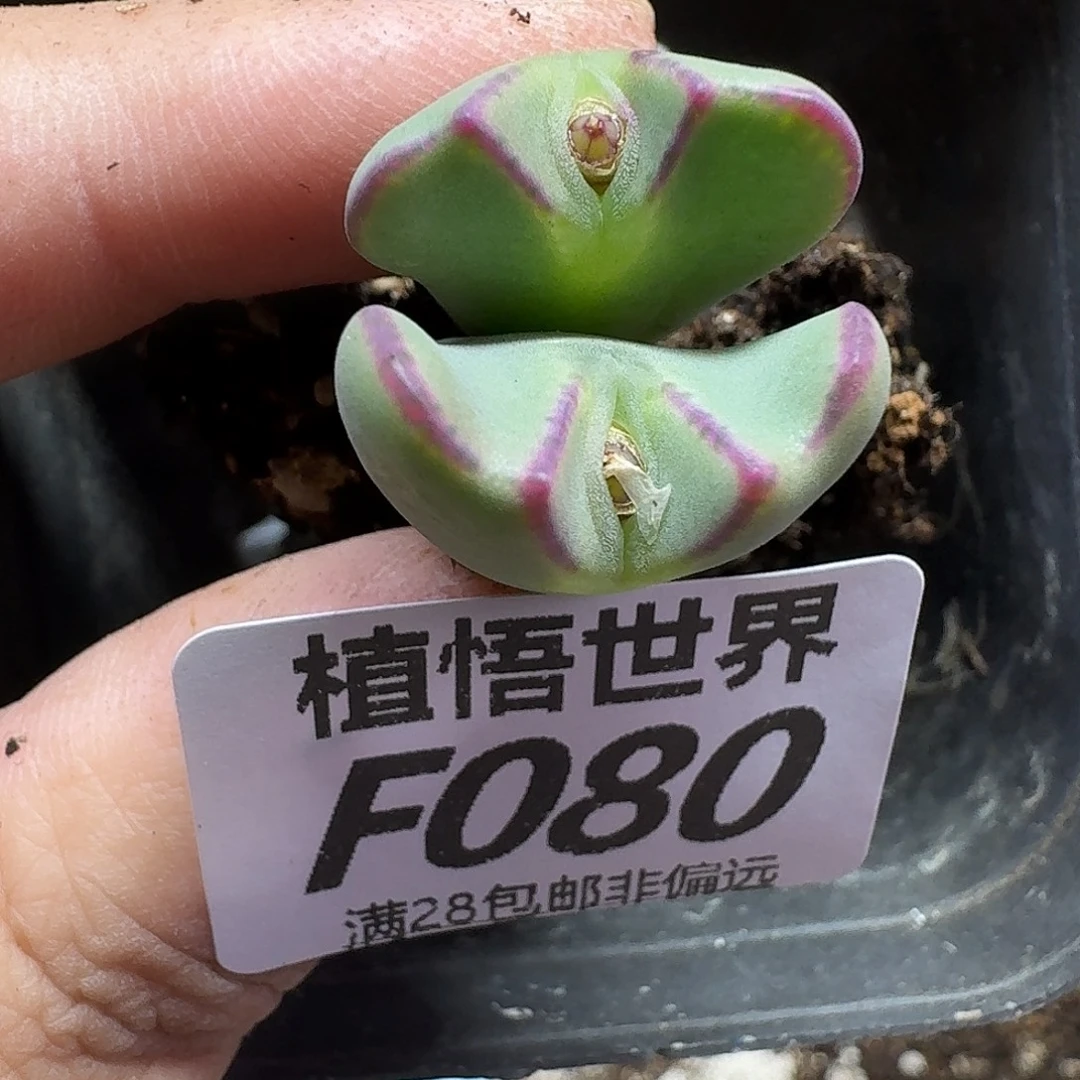 的植物的人生fghnn