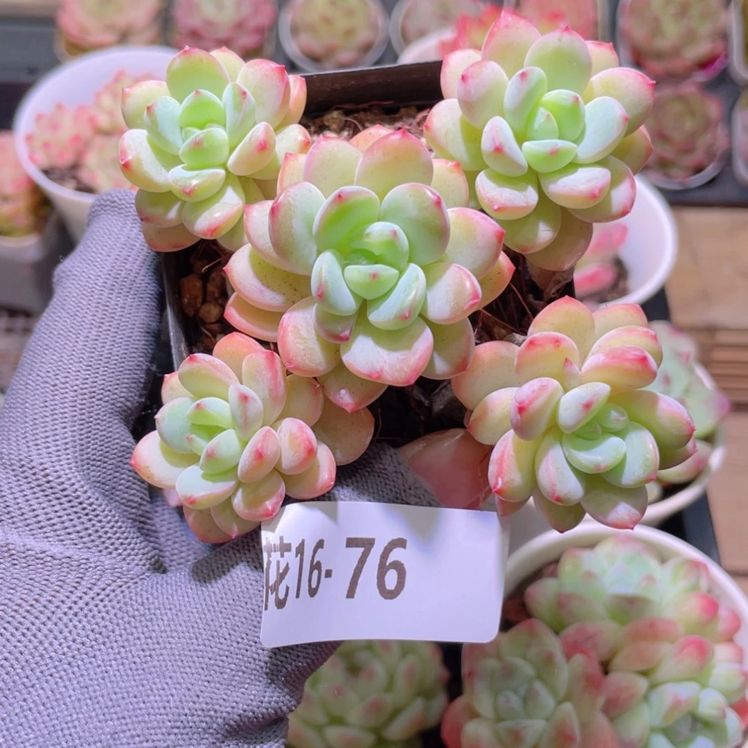 花利美16-76新品