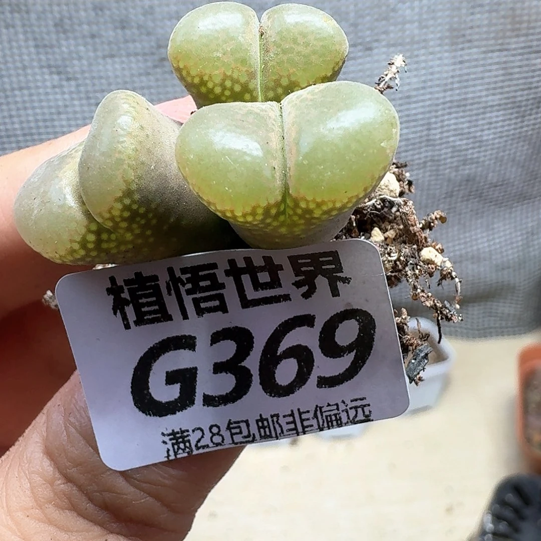 多肉植物的润泽额ff