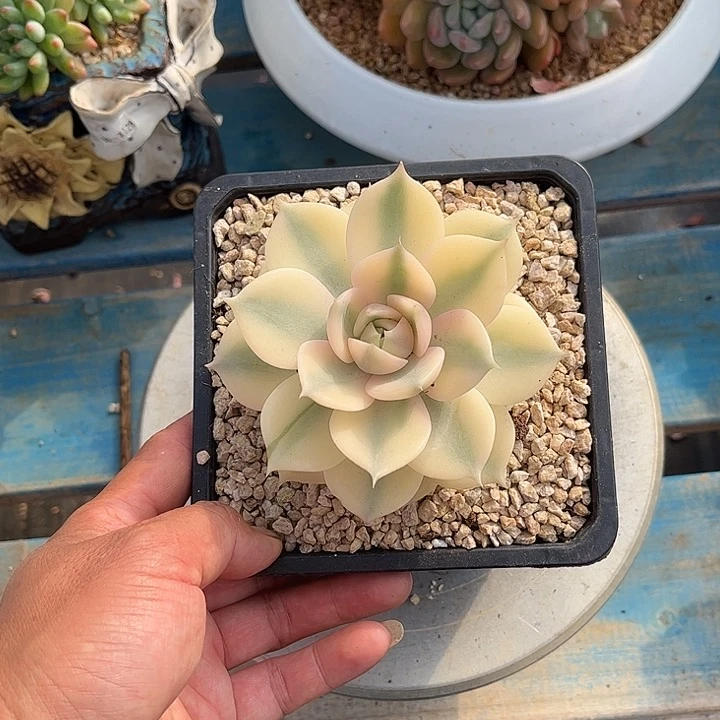寄养多肉植物一物一拍