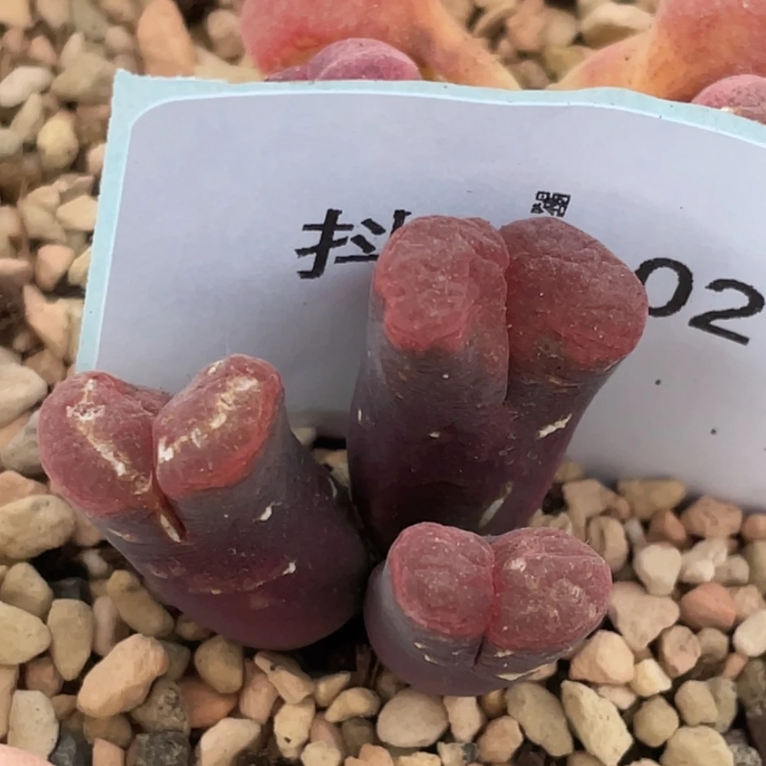 18-2红风铃多肉植物