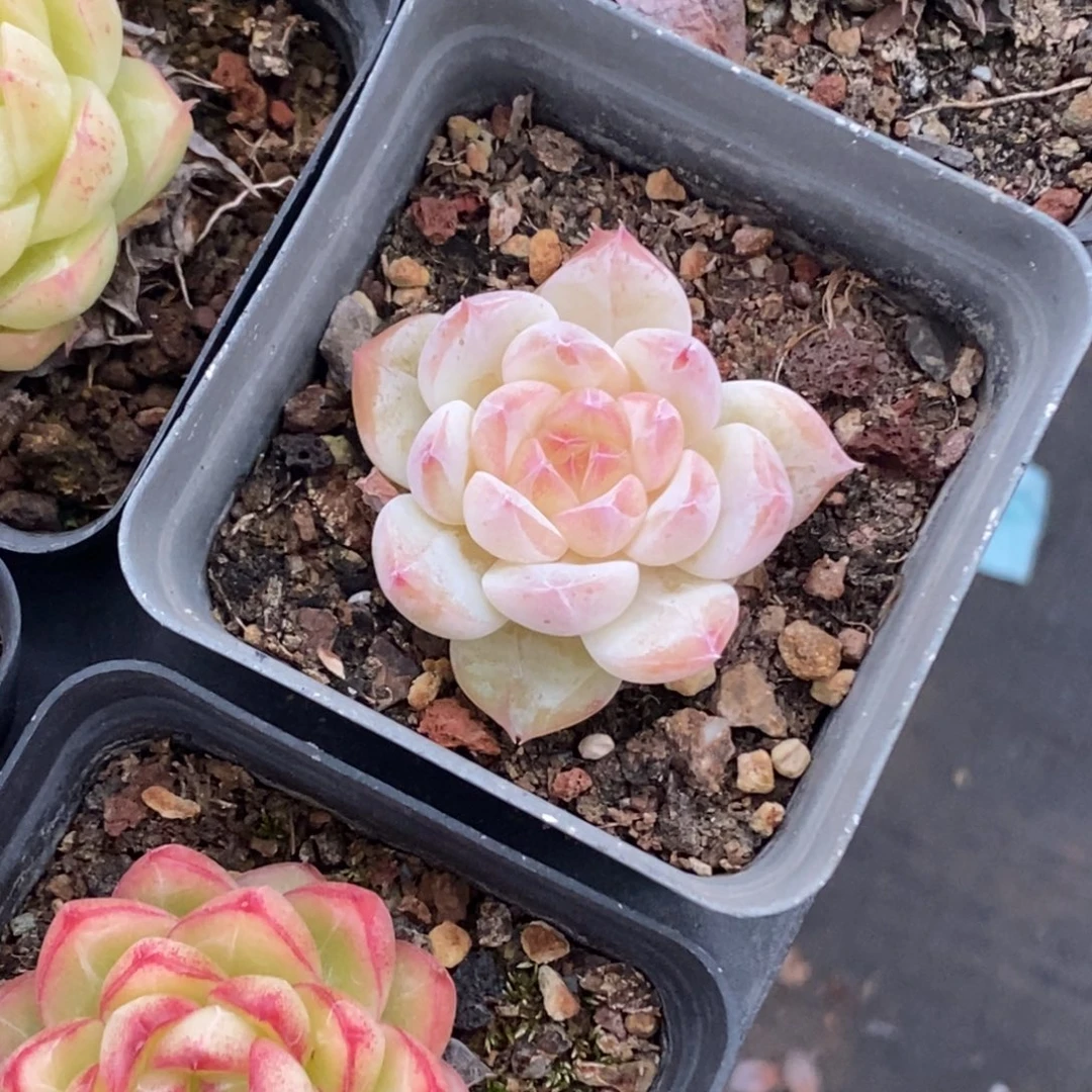 枫****水蜜桃单头一物一拍