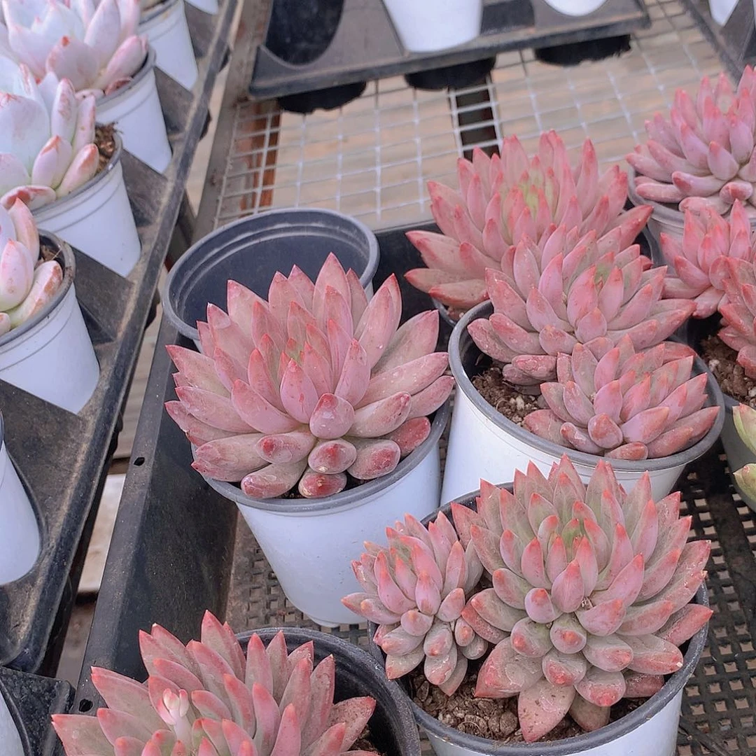 红体虞美人3567788999999