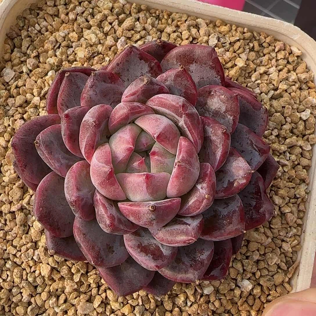 从前慢花园精选春风珍妮