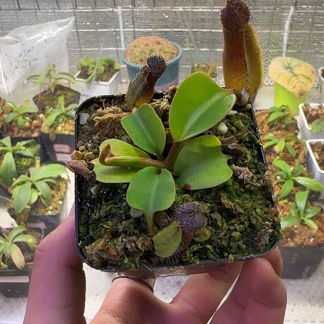 无花朵专拍云雾猪笼草