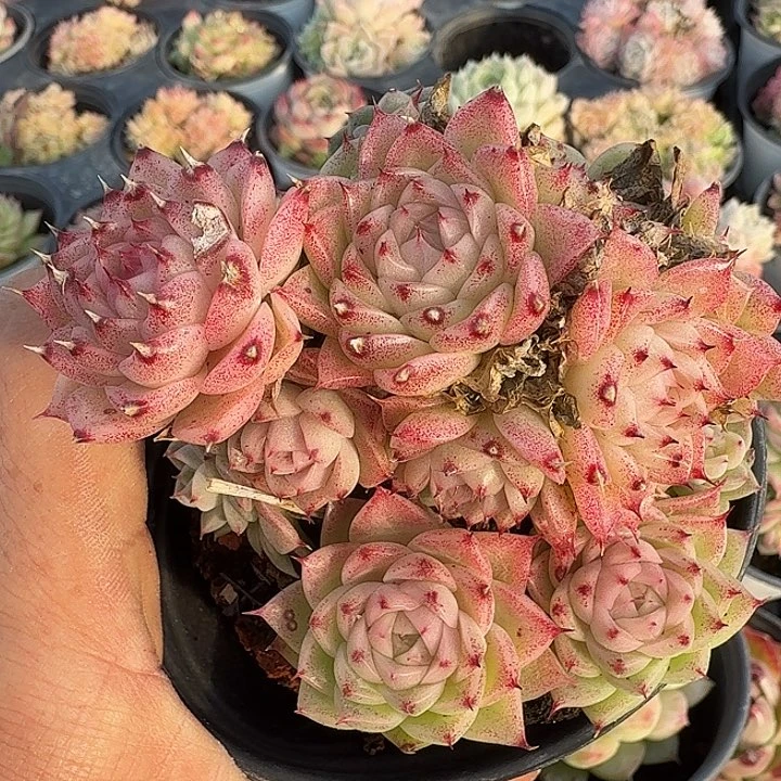 0121-105 麦秆优选