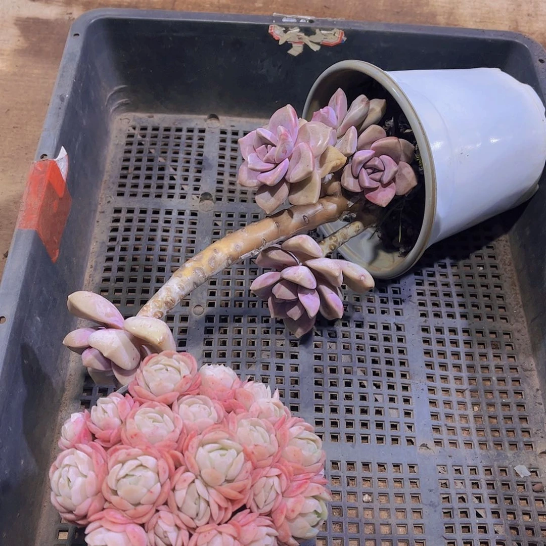 多肉798多肉植物