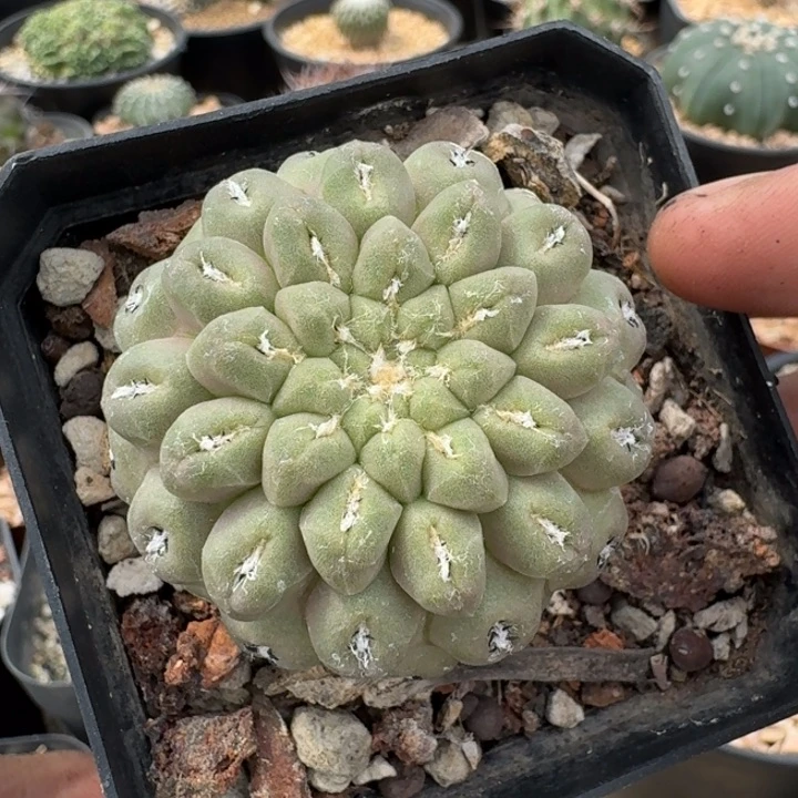 豹头实生仙人球有干伤