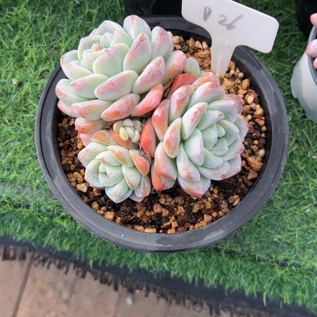 冰玉多肉植物保护研究所