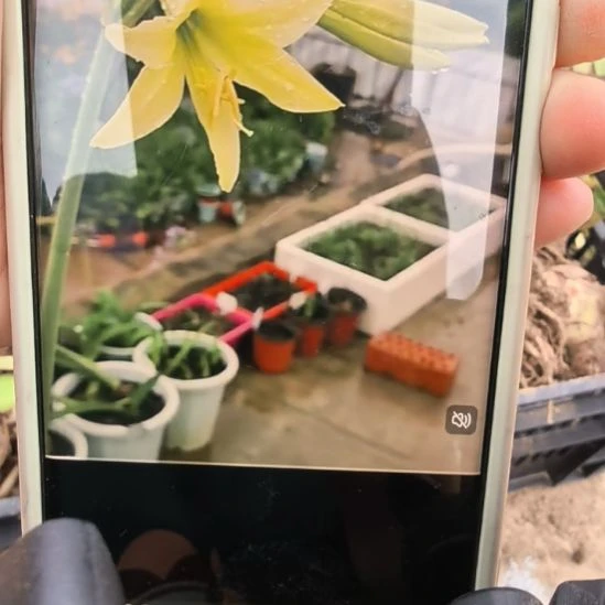 当前无花栽培后可以开花日耳曼4厘米残次球10棵