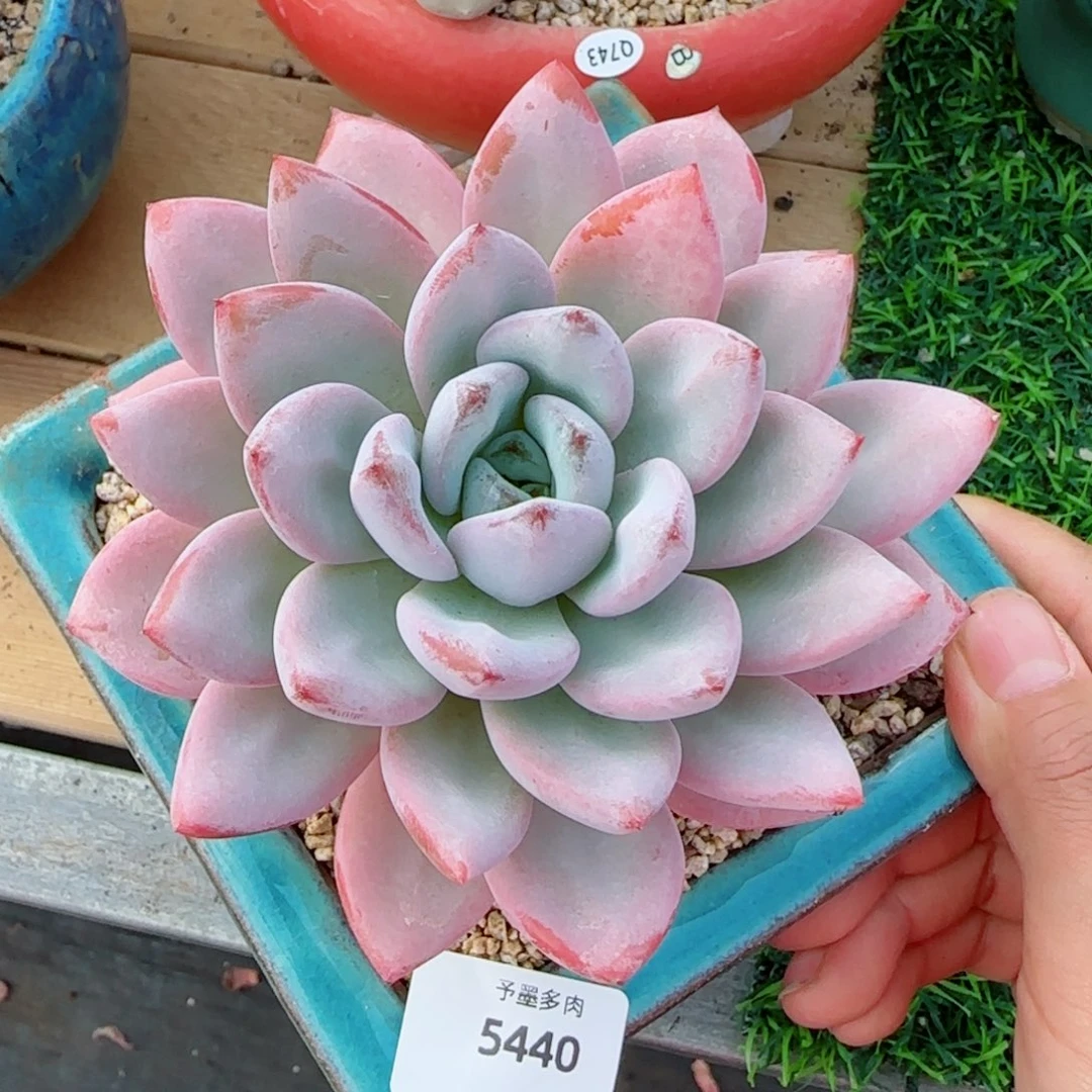 星星雪，5440多肉植物