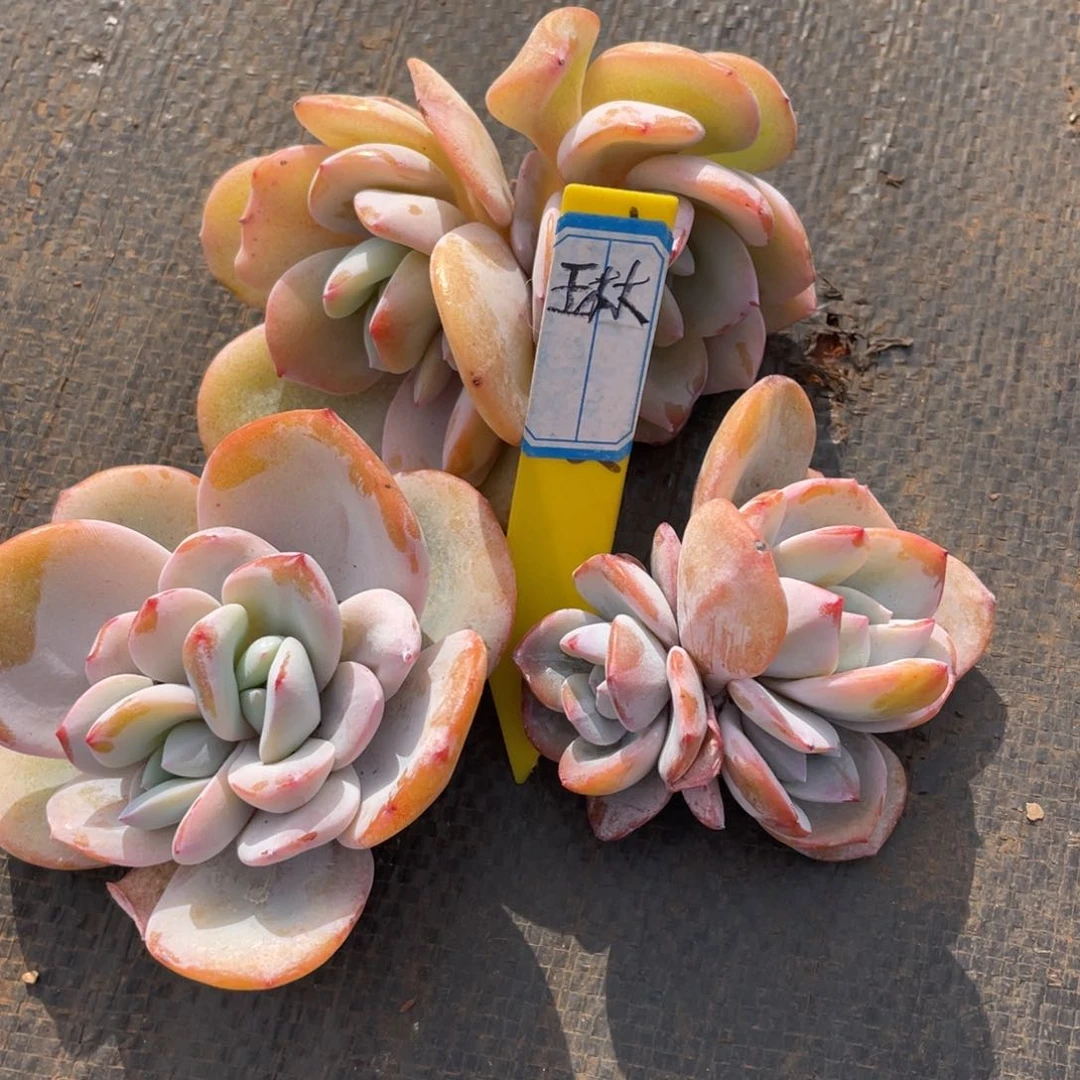 o*琳姐姐我是第多的小可爱