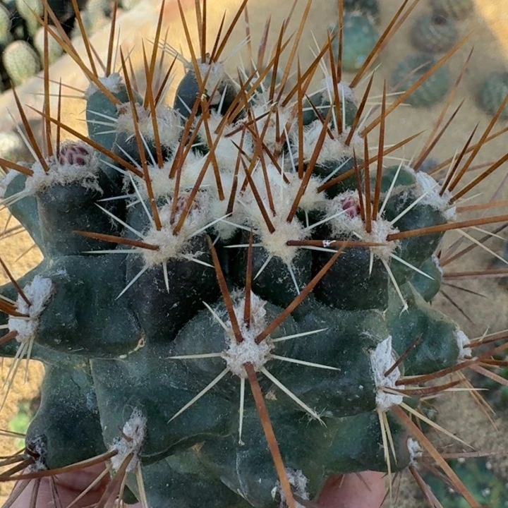 伽奈瘤玉无根6666666666