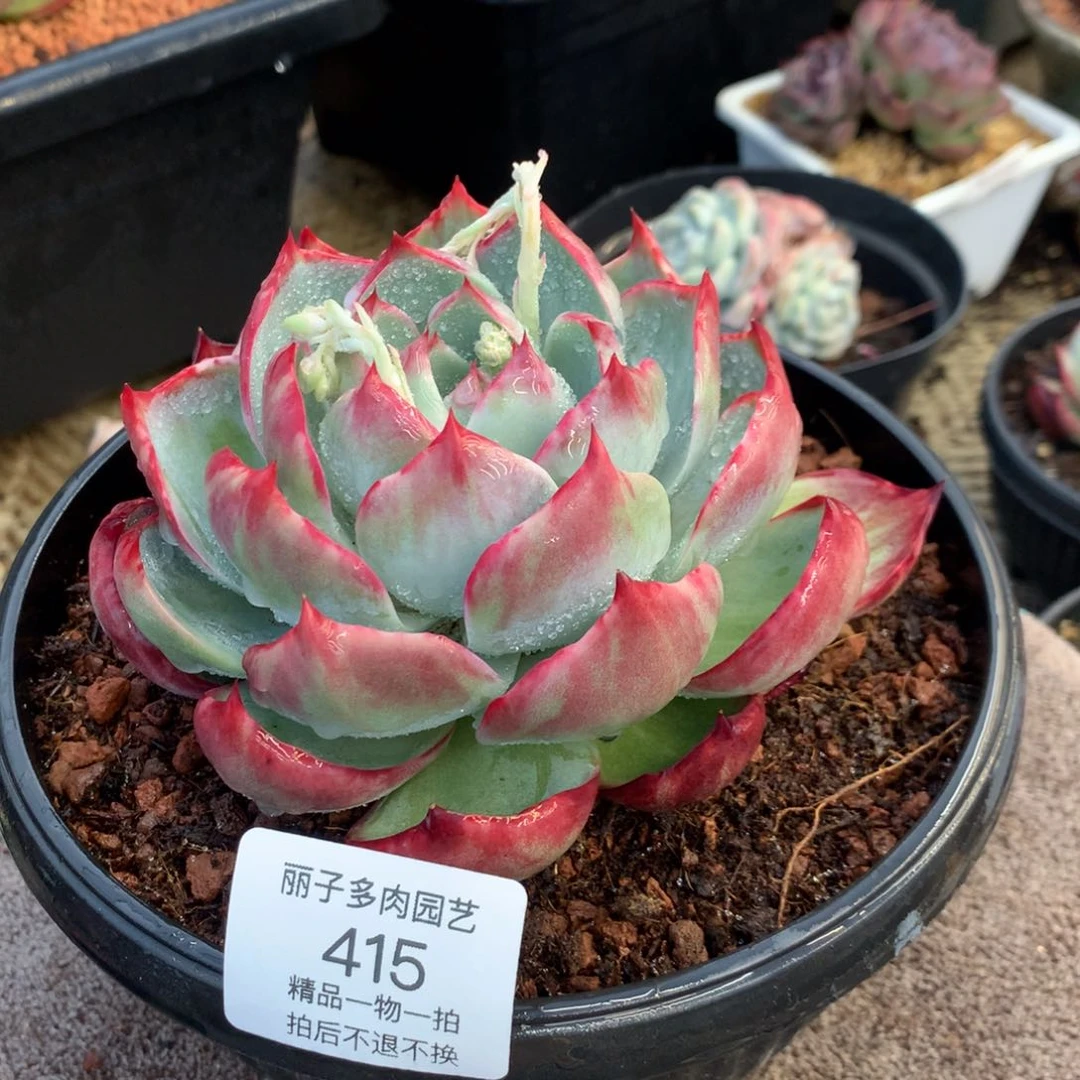 415花脸宽叶拉丝外翻。尺寸12。多肉植物