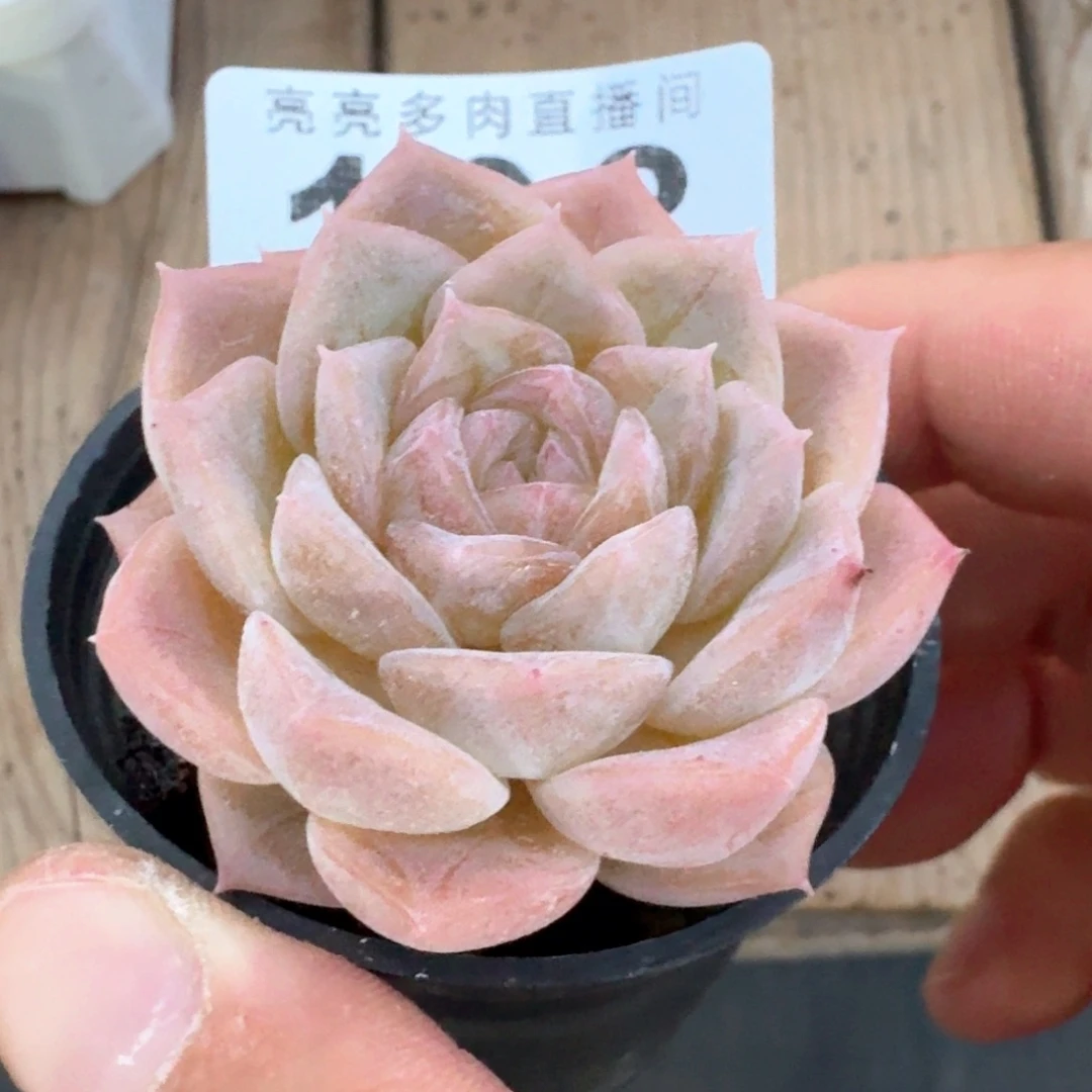 纯爱            多肉植物