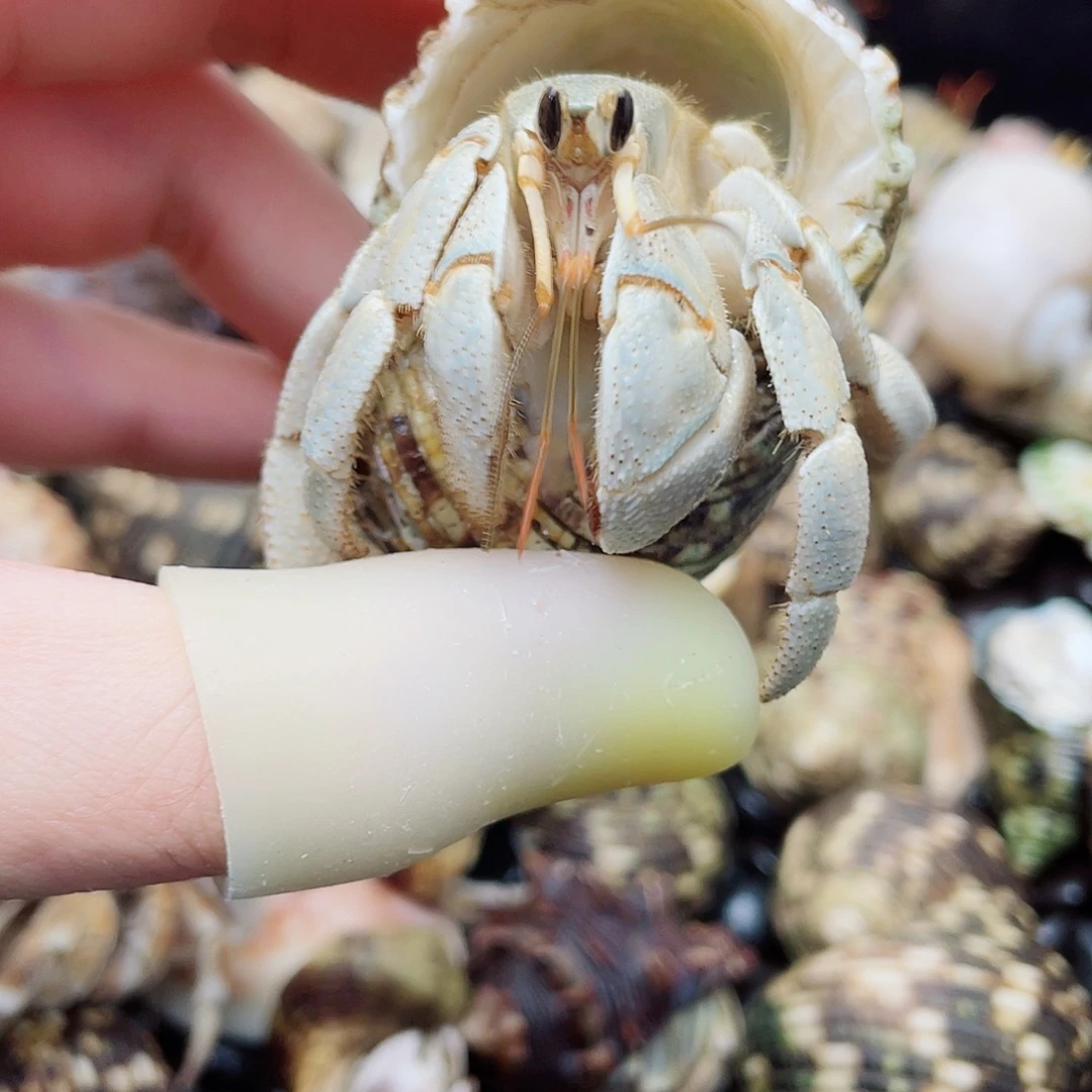 2.8口通体清新薄荷绿 东帝汶灰白