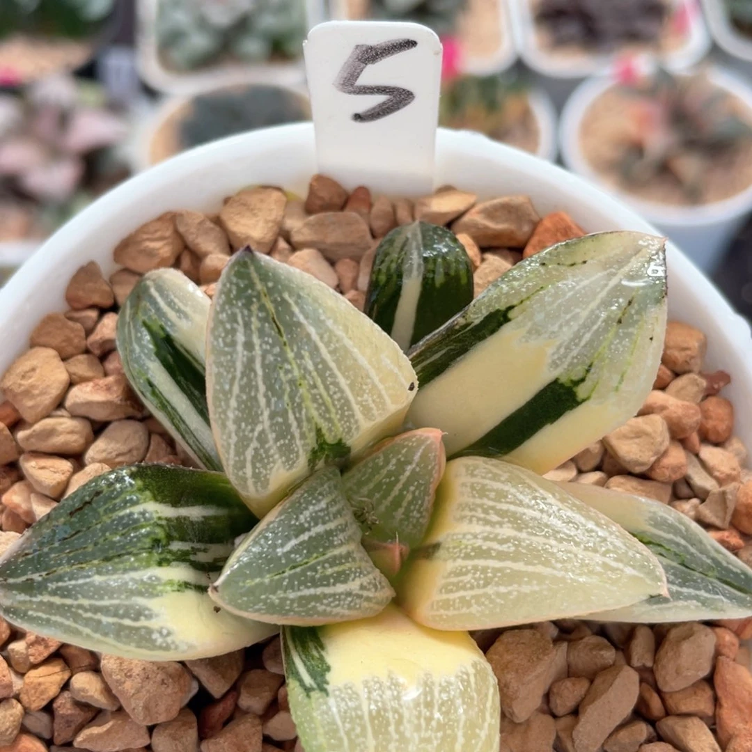 5大久保白银锦。