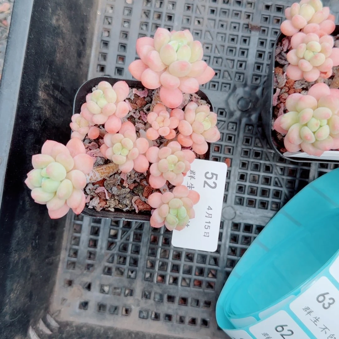 酱****～洛可可群0415-52