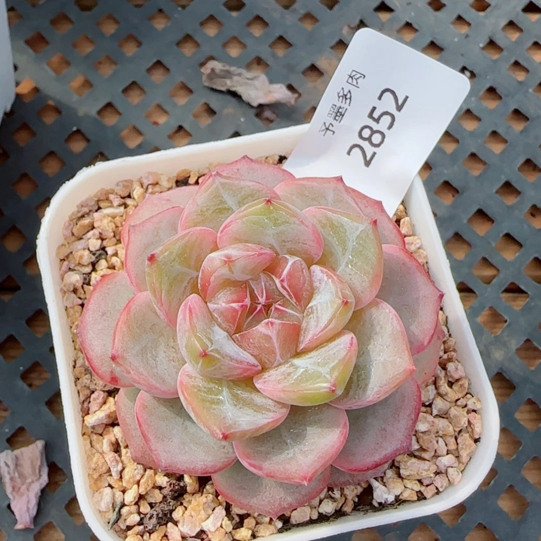 孤品珍妮，2852多肉植物