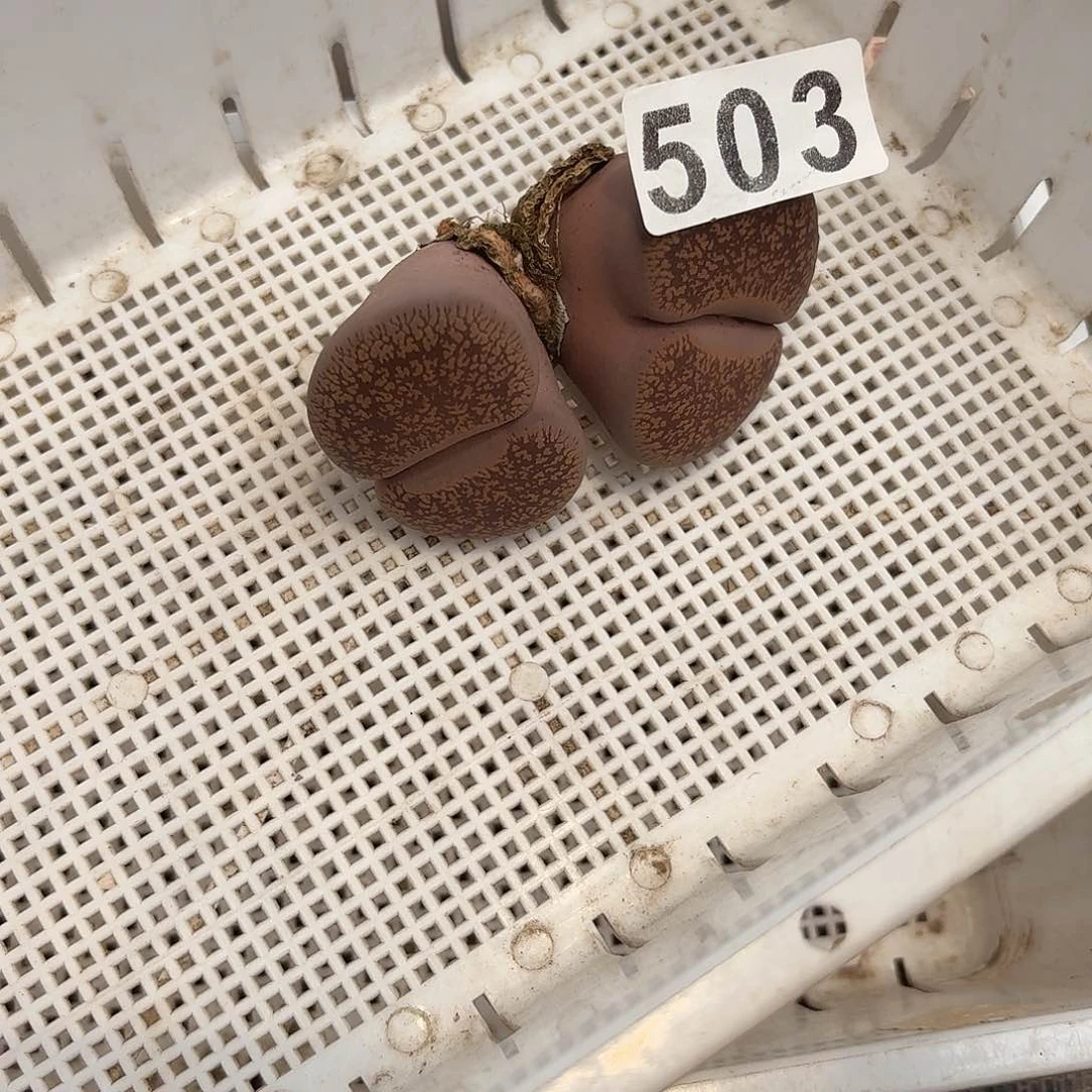 生石花一物一拍503