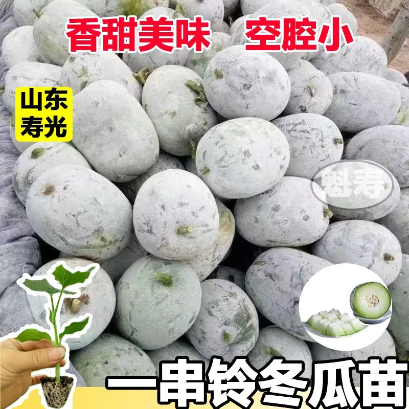 一串铃冬瓜秧苗四季小冬瓜种子春季东瓜南方蔬菜种籽春天种的菜种