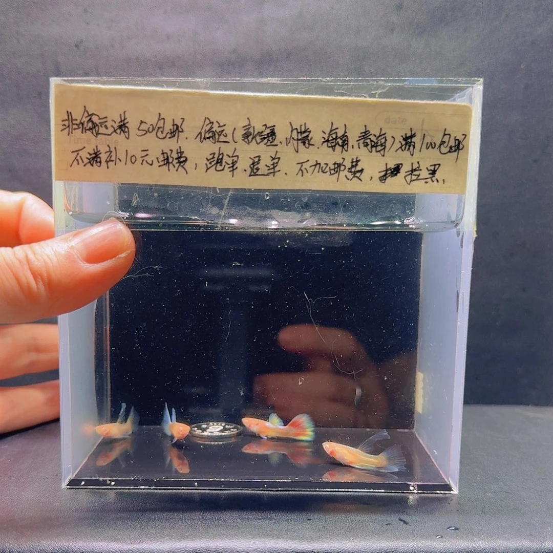 孔雀鱼蓝白绣球压成两对