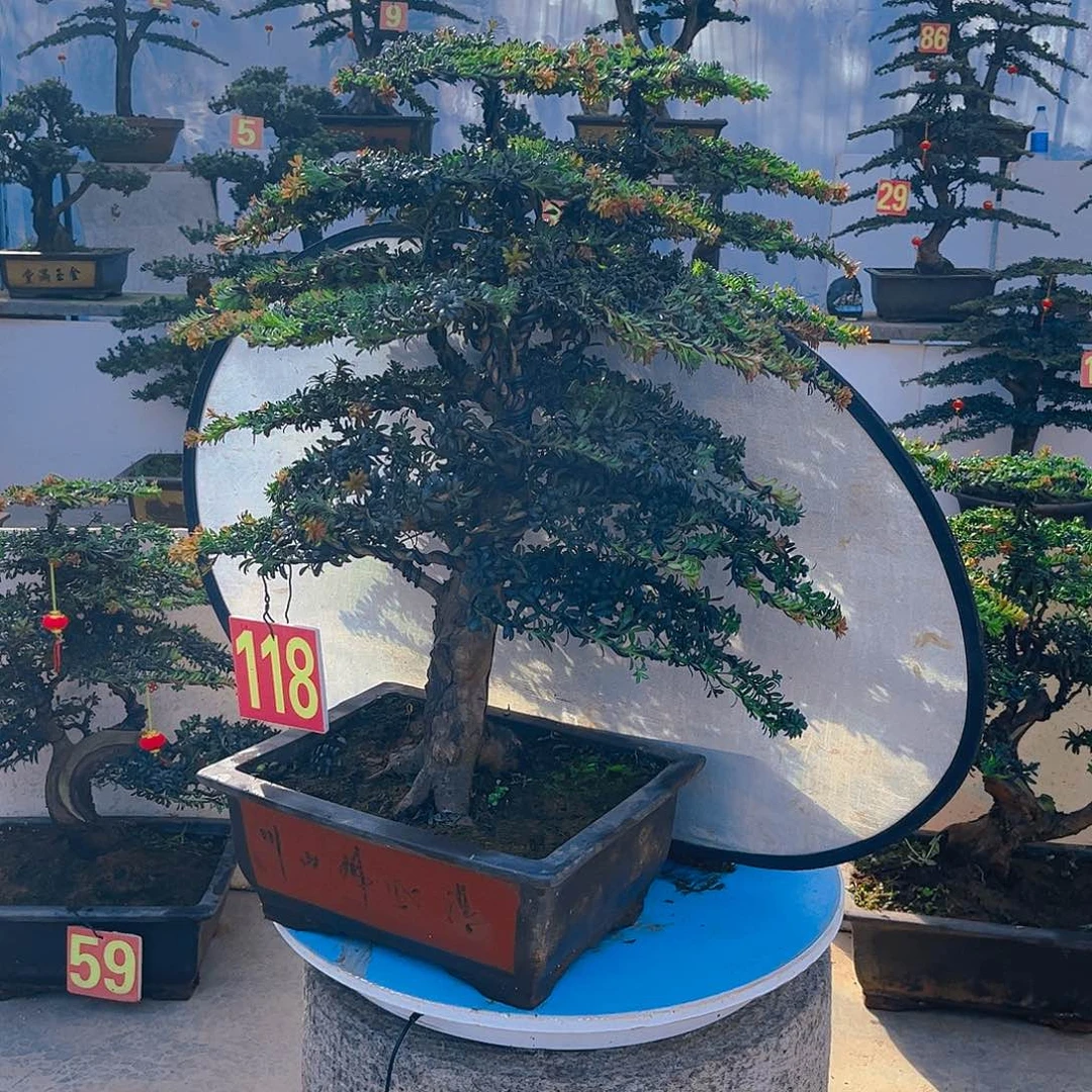 g***g无花朵老桩老盆罗汉松