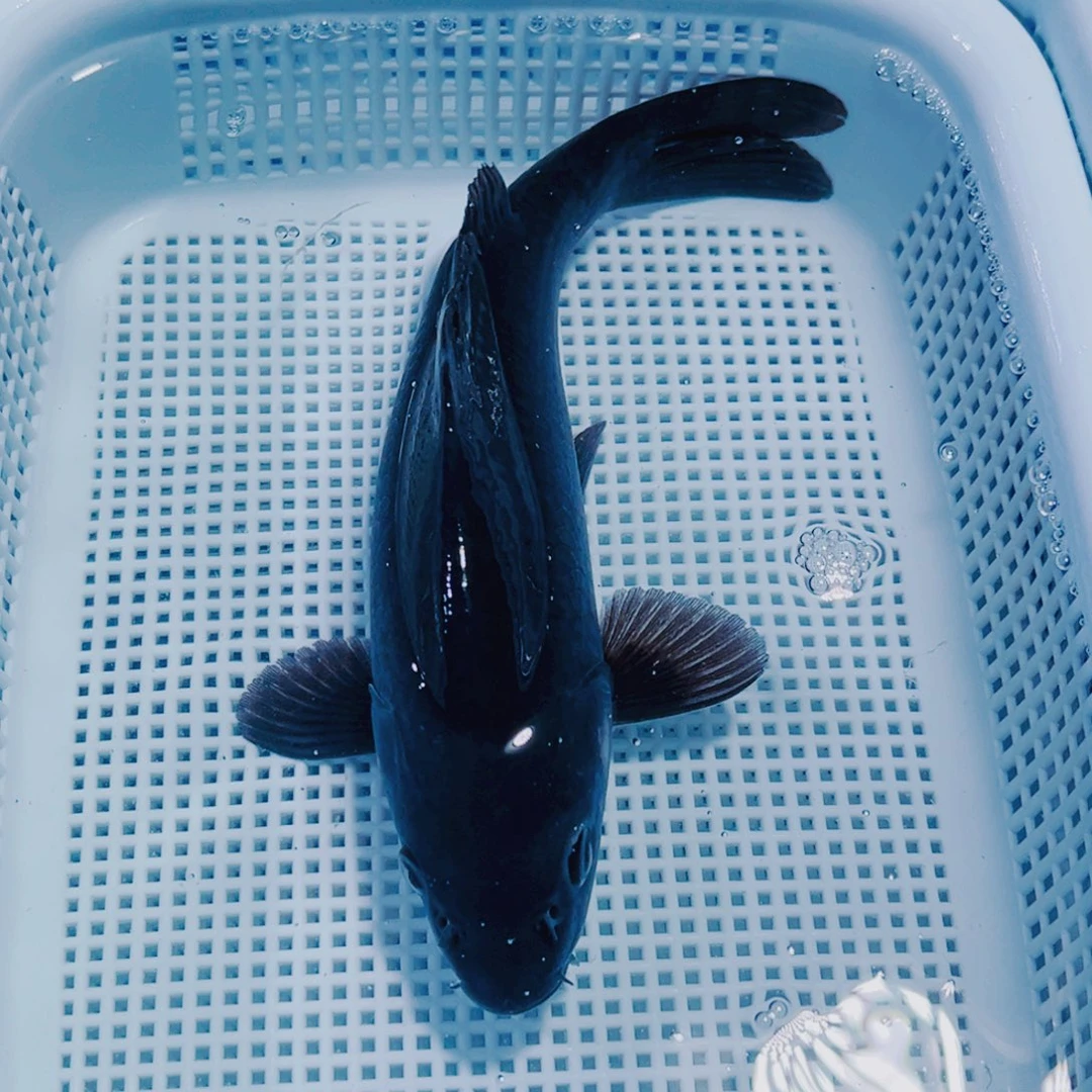 锦鲤16-18 1黑锦鲤观赏鱼冷水