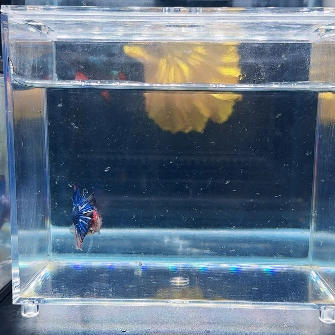 斗鱼活体观赏鱼好养耐活