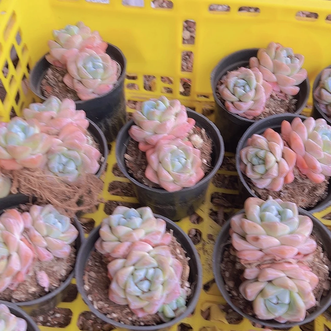 福利冰玉多肉植物