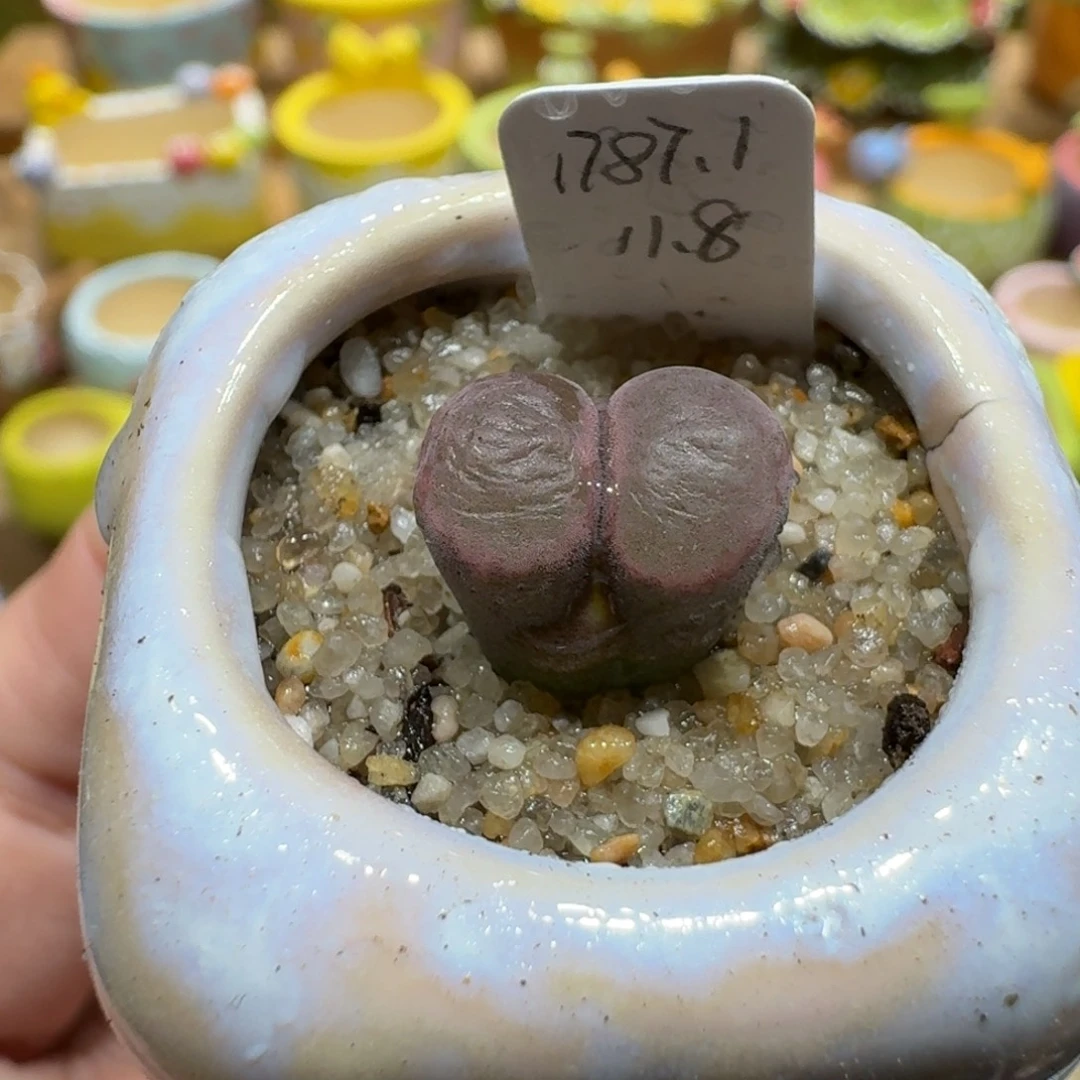 蘑菇1015一颗1787.1磁铁