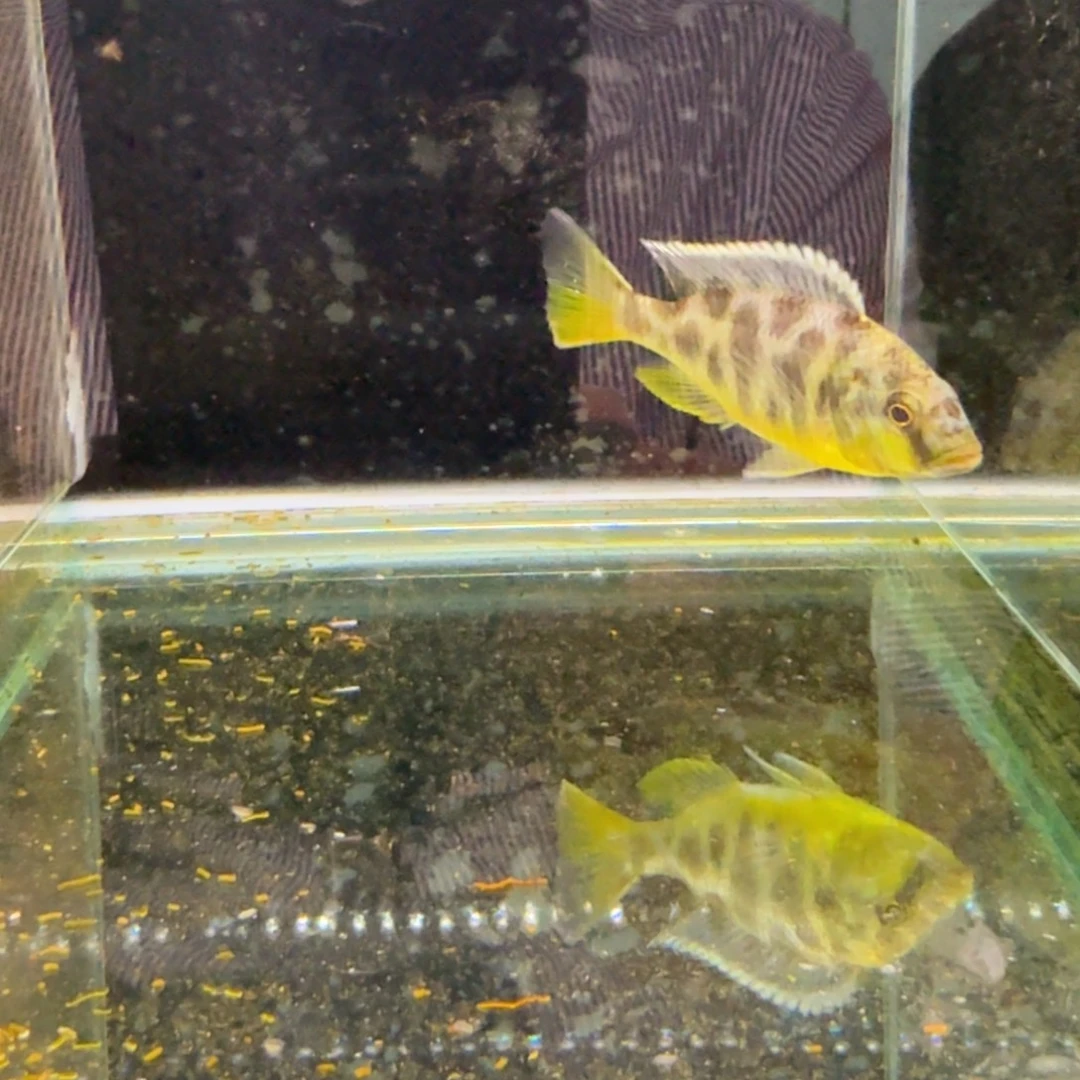 慈鲷817维纳斯。