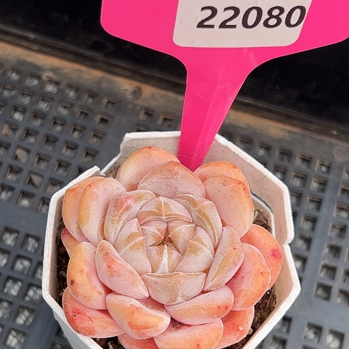 依***】糖心     22080号