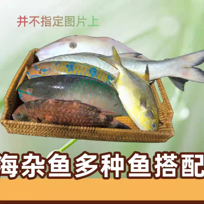 包邮中大天然海捕海钓新鲜海鱼杂鱼混搭石斑马友鲳鱼沙丁多种混搭