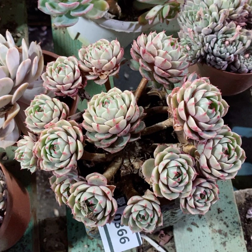 【闪购商品】笨吧0366