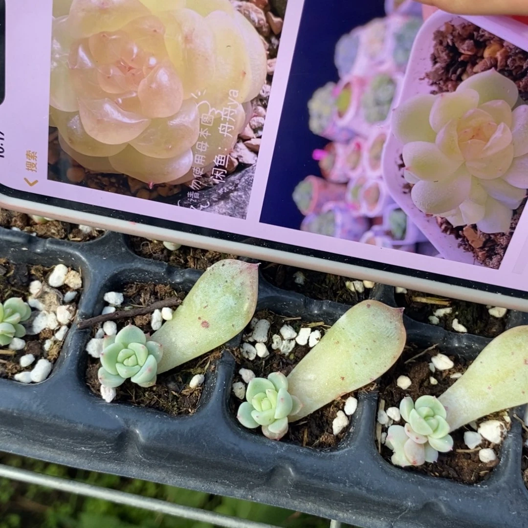 黄甜心t10叶插苗一个