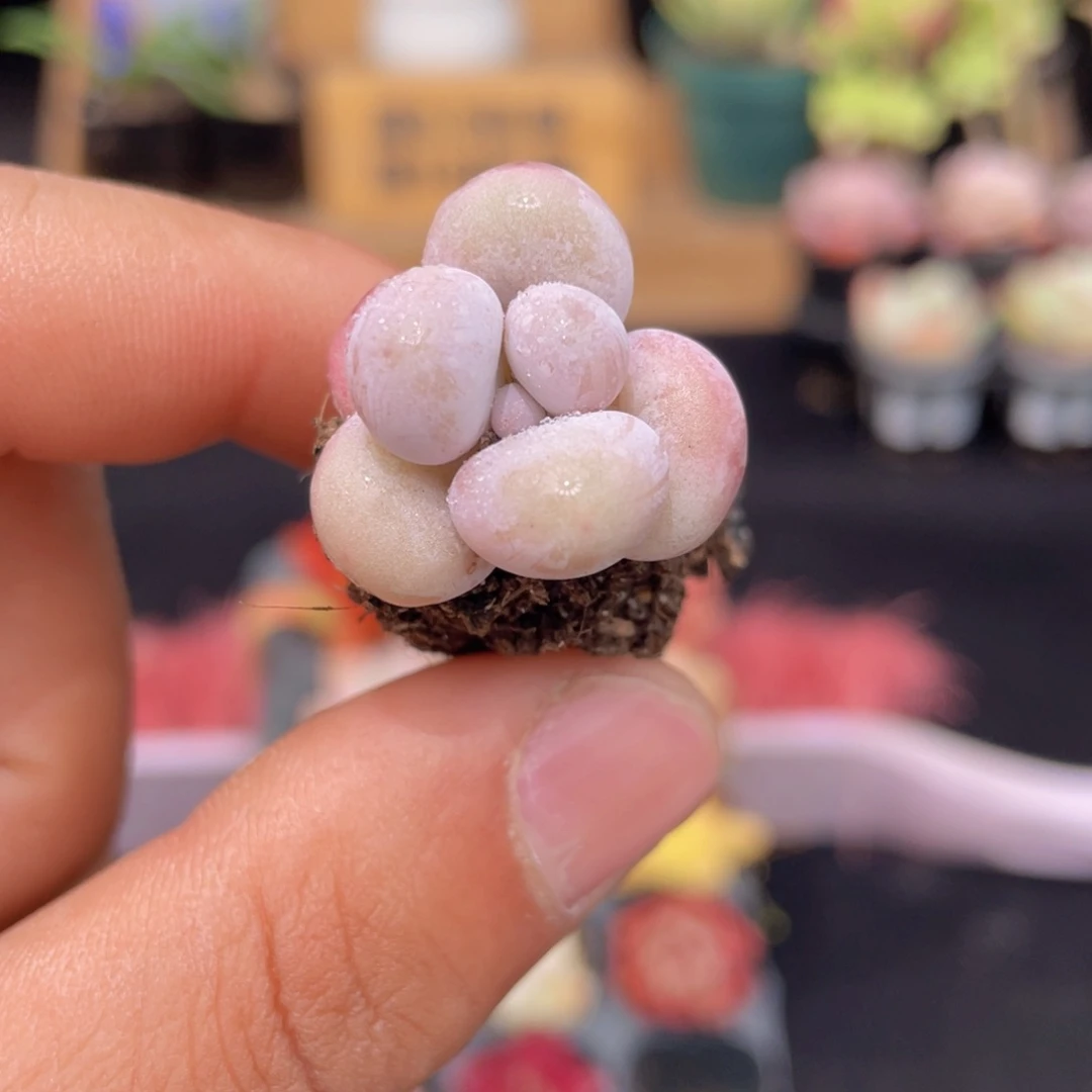 奶酪多肉9.9包邮发货