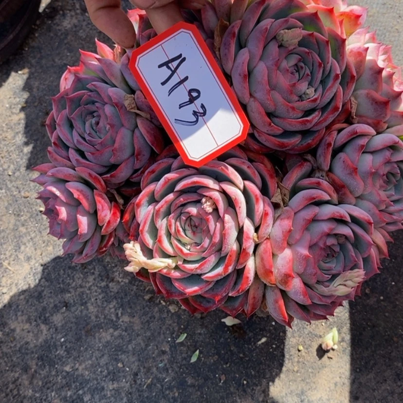 【闪购商品】青**?多肉植物