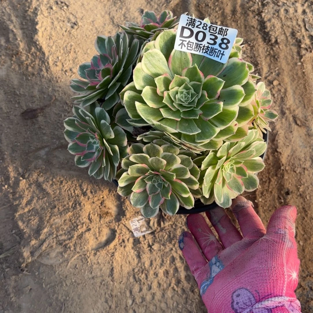 M 038孔雀翎多肉，ceen