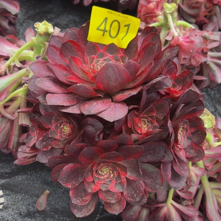 多肉植物魅金401