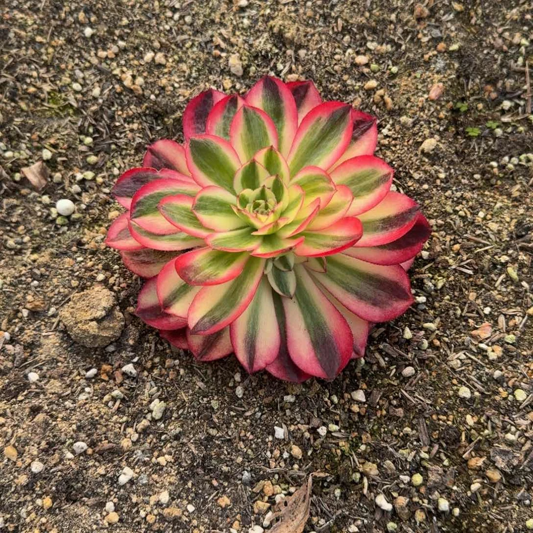 生*生微发货多肉植物