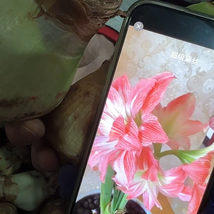 巨花黛丝直径7.5厘米左右进口有残留花杆