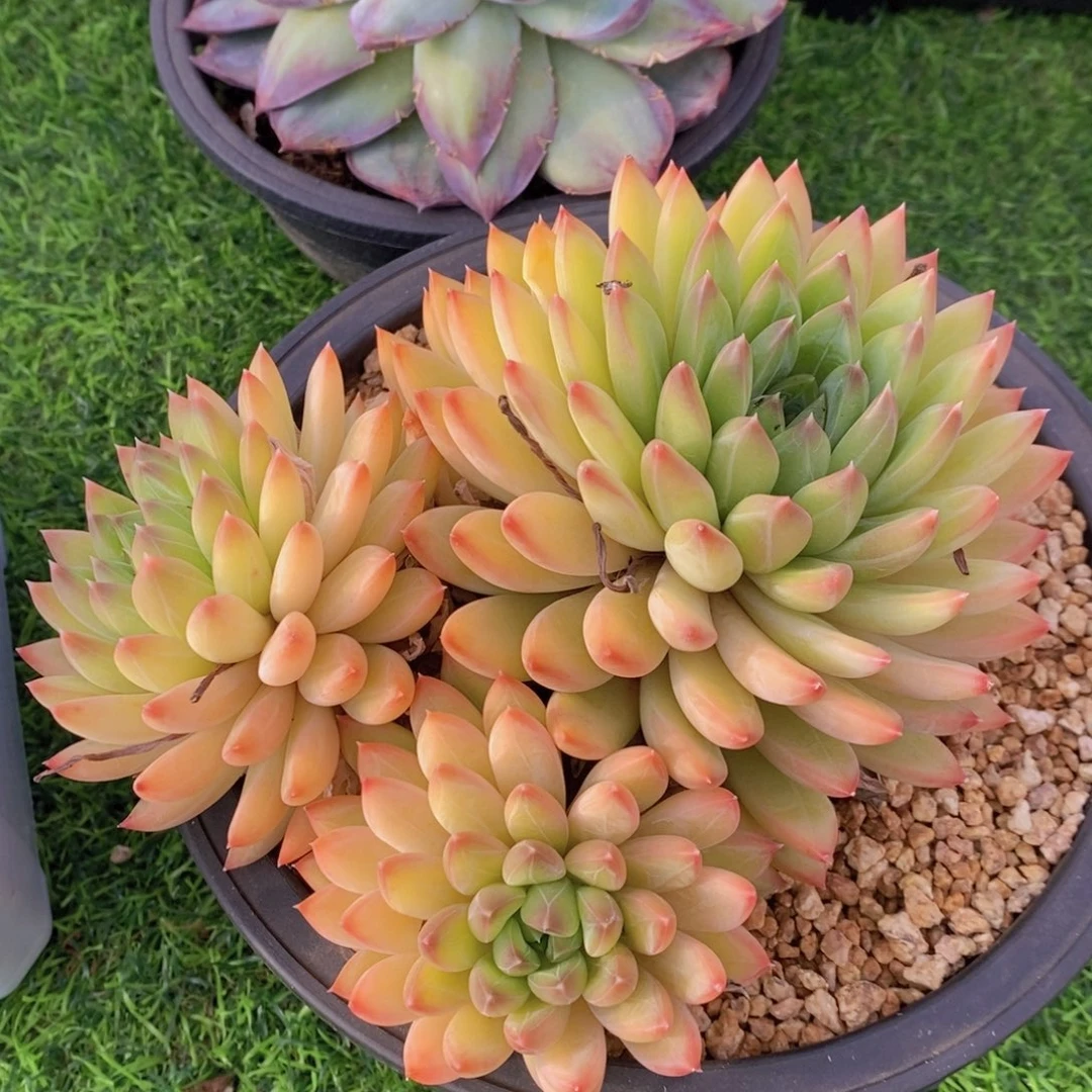 星际迷航 一物一拍