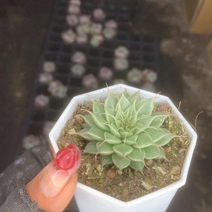 长睫毛。（满9.99包邮不满9.99发叶子）