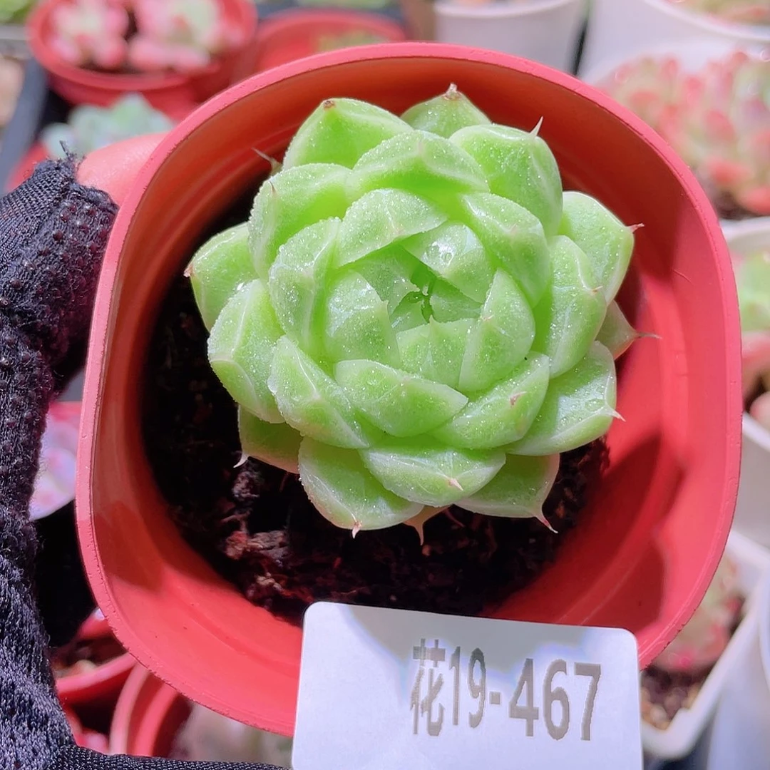 花利美19-467麦秆
