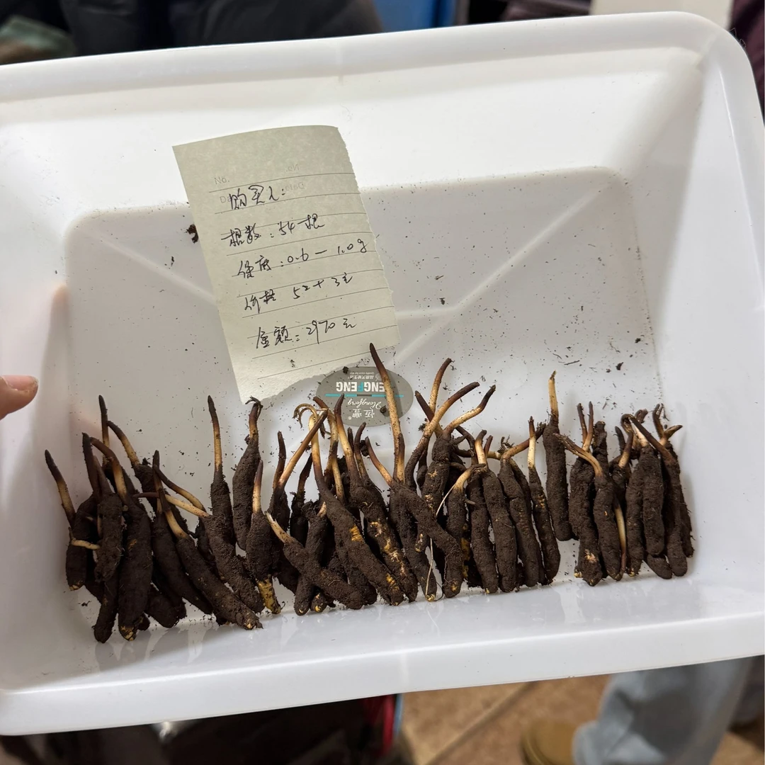 【统货一物一拍】那曲巴青马茹乡干刷新鲜虫草   小千谷甄选