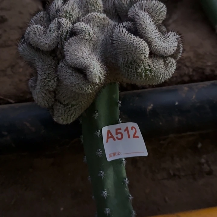 杨***姐无花朵嫁接直刺佩雷缀512