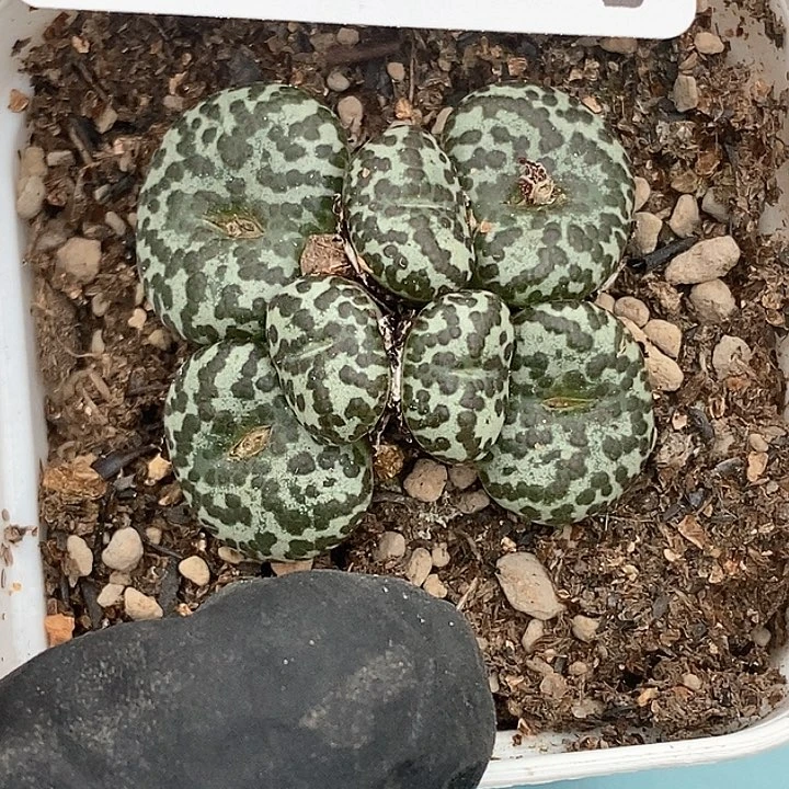 ๓**.桃喜花园0126-11安贞