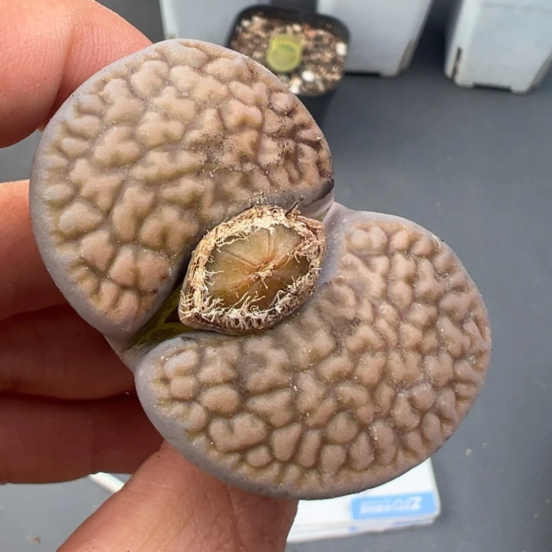 12.6好看的多肉脱土发货235