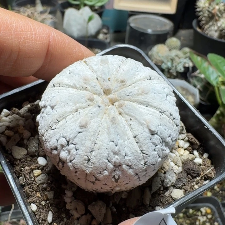 苍***陈767浓白兜脱土发货